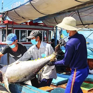 khanh hoa iuu 16641917801352135197885 0 0 400 640 crop 1664191923253826293367.jpg